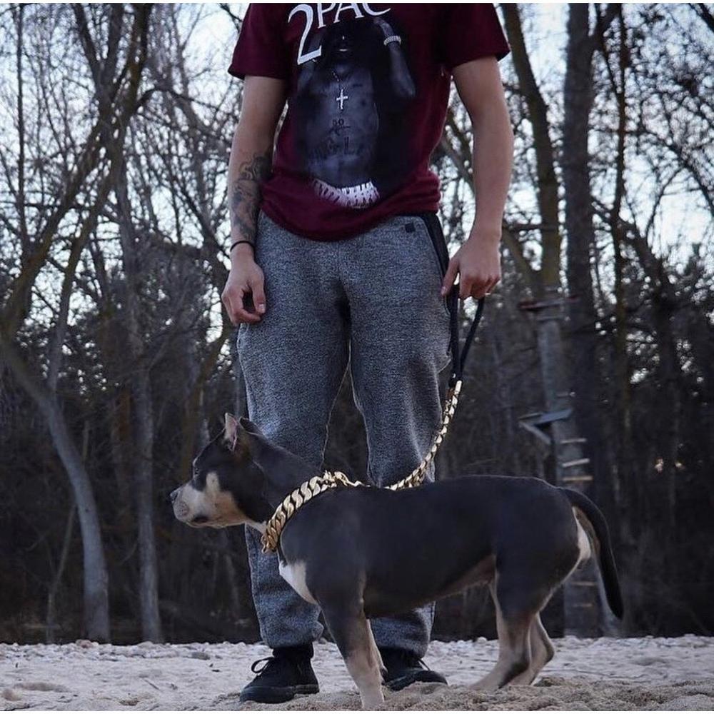 Kilo Cuban Link Gold Dog Leash – Luxury 14K Plated Chain