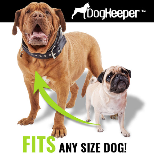 360° Outdoor Dog Stake & Tether System
