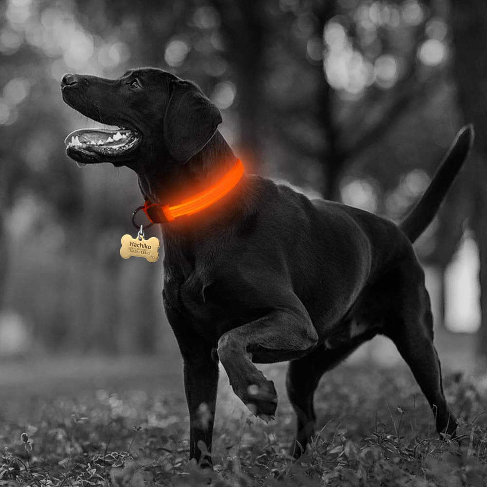 LED Light-Up Dog Collar Set – 2-Pack, 3 Light Modes