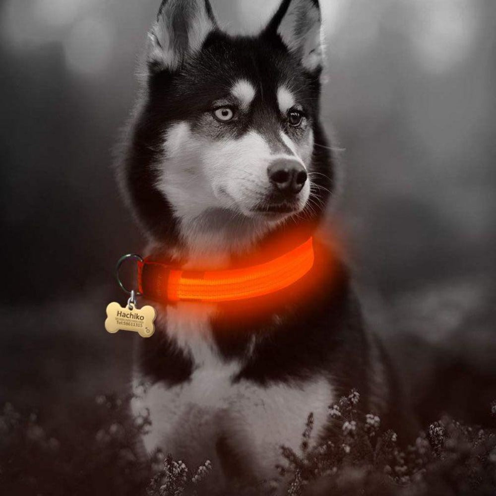 LED Light-Up Dog Collar Set – 2-Pack, 3 Light Modes